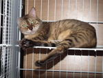 Female Brown-gold Spotted Bengal - Bengal Cat