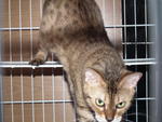 Female Brown-gold Spotted Bengal - Bengal Cat