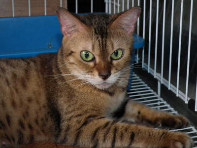 Female Brown-gold Spotted Bengal - Bengal Cat