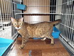 Female Brown-gold Spotted Bengal - Bengal Cat