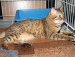 Female Brown-gold Spotted Bengal - Bengal Cat