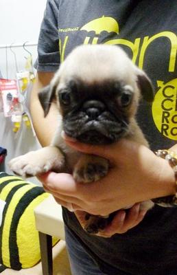 Pug Imported Lineage Round Face - Pug Dog