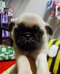 Pug Imported Lineage Round Face - Pug Dog