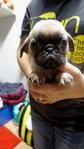 Pug Imported Lineage Round Face - Pug Dog