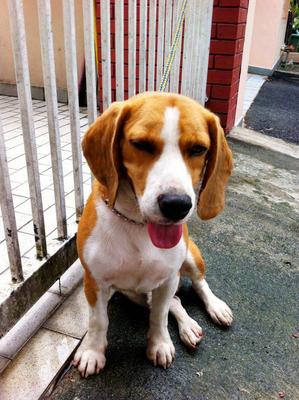 PF37204 - Beagle Dog