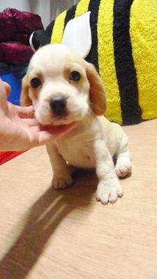 Beagle Lemon White Champion Lineage - Beagle Dog