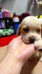 Beagle Lemon White Champion Lineage - Beagle Dog