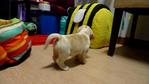 Beagle Lemon White Champion Lineage - Beagle Dog