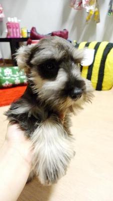 Miniature Schnauzer Tiny - Schnauzer Dog