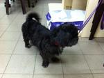 Black Beauty - Shih Tzu Dog