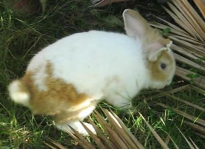 Chubby - Dutch + Lionhead Rabbit