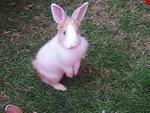 Daughter with Lionhead's mane