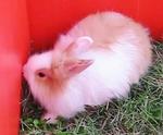 Grandson with Angora trait