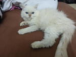 Snow - Persian Cat