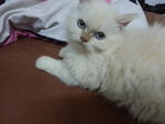 Snow - Persian Cat