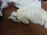 Snow - Persian Cat