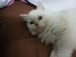 Snow - Persian Cat