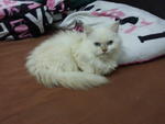 Snow - Persian Cat