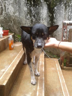 Octo - Mixed Breed Dog