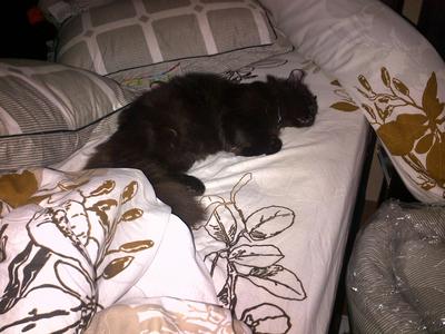 Pepel - Burmese + American Curl Cat