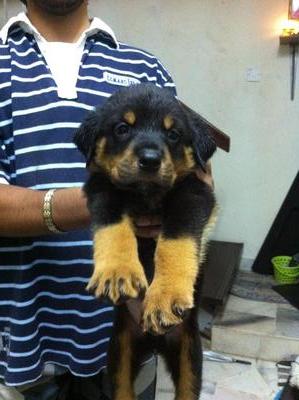 PF37230 - Rottweiler Dog