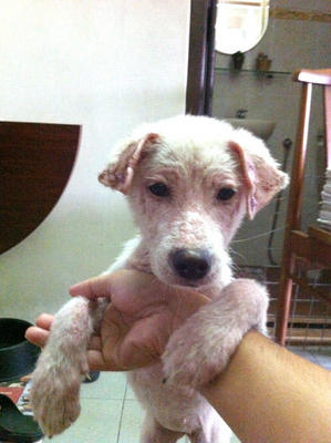 Cotton - Mixed Breed Dog