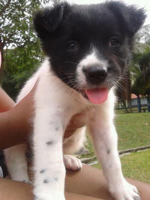 Skittle - Labrador Retriever Mix Dog