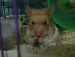 Nom Nom - Syrian / Golden Hamster Hamster