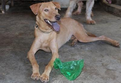 Sabby - Mixed Breed Dog