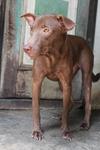 Coco - Labrador Retriever Mix Dog