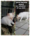 8 And 5 Months Old For Adoption - Domestic Short Hair Cat