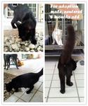 8 And 5 Months Old For Adoption - Domestic Short Hair Cat