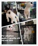 8 And 5 Months Old For Adoption - Domestic Short Hair Cat