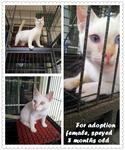 8 And 5 Months Old For Adoption - Domestic Short Hair Cat