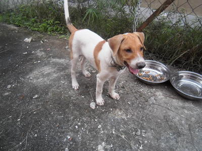 Winnie - Mixed Breed Dog