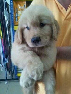 Golden Retriver - Golden Retriever Dog