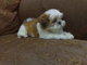 Homebred Cute Shih Tzu - Shih Tzu Dog