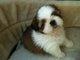 Homebred Cute Shih Tzu - Shih Tzu Dog