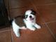 Homebred Cute Shih Tzu - Shih Tzu Dog