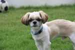 Patch - Shih Tzu Dog