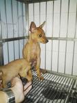 Punie - Miniature Pinscher Dog