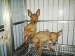 Punie - Miniature Pinscher Dog