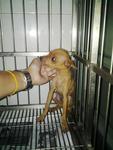 Punie - Miniature Pinscher Dog