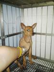 Punie - Miniature Pinscher Dog