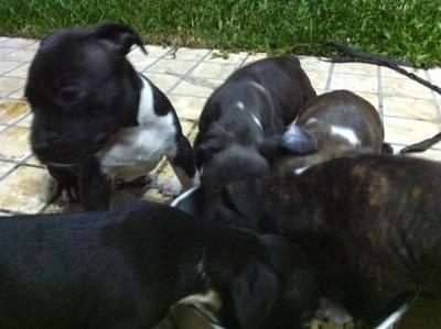 American Bully Puppies - American Bulldog Dog