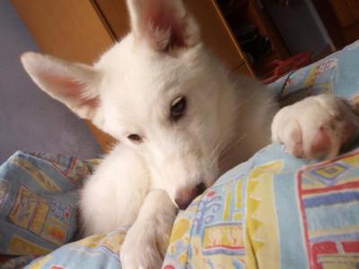 Siberian White Husky  - Siberian Husky Dog