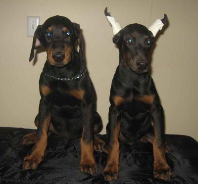 Doberman Pinscher Puppy - Doberman Pinscher Dog