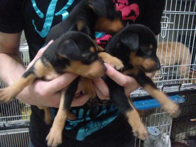 Small Miniatura Pinscher Puppies - Miniature Pinscher Dog