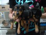 Small Miniatura Pinscher Puppies - Miniature Pinscher Dog