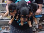 Small Miniatura Pinscher Puppies - Miniature Pinscher Dog